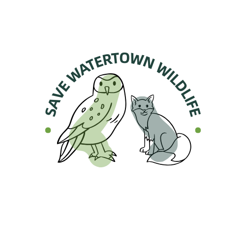 Text saying "Save Watertown Wildlife." Below the text is an image of an owl and an image of a fox, representing types of wildlife this group helps.