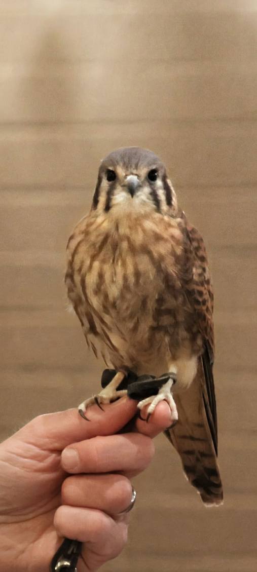 American kestrel facing forward