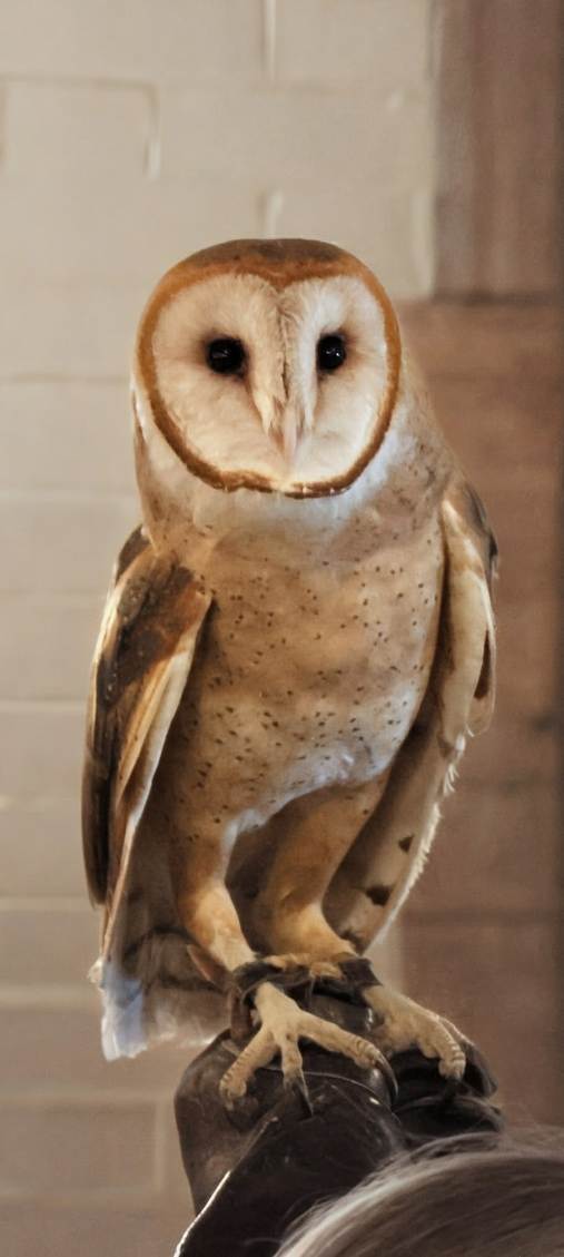 Barn owl facing forward