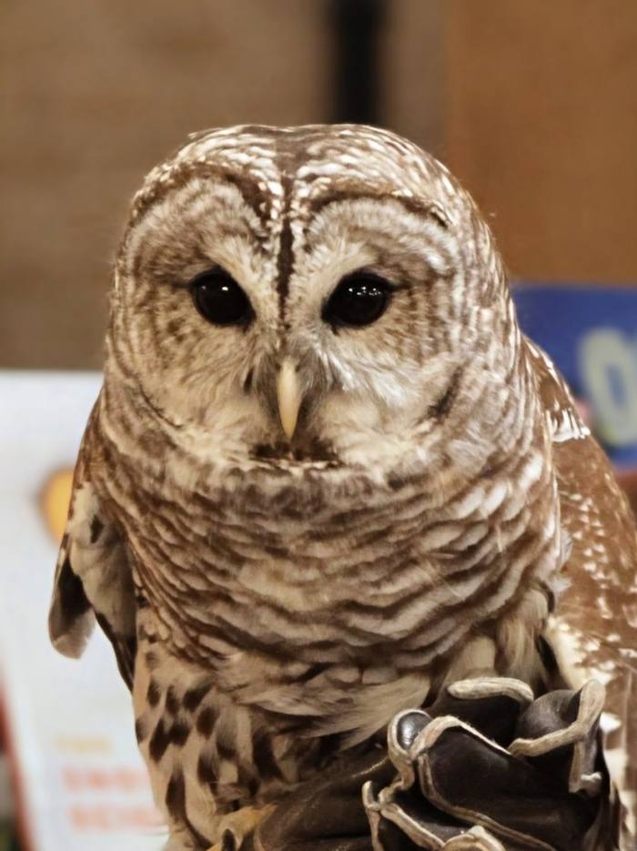 Barred owl facing forward