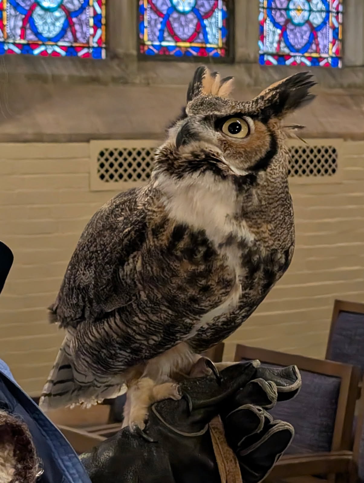 Great horned owl looking up and to its right