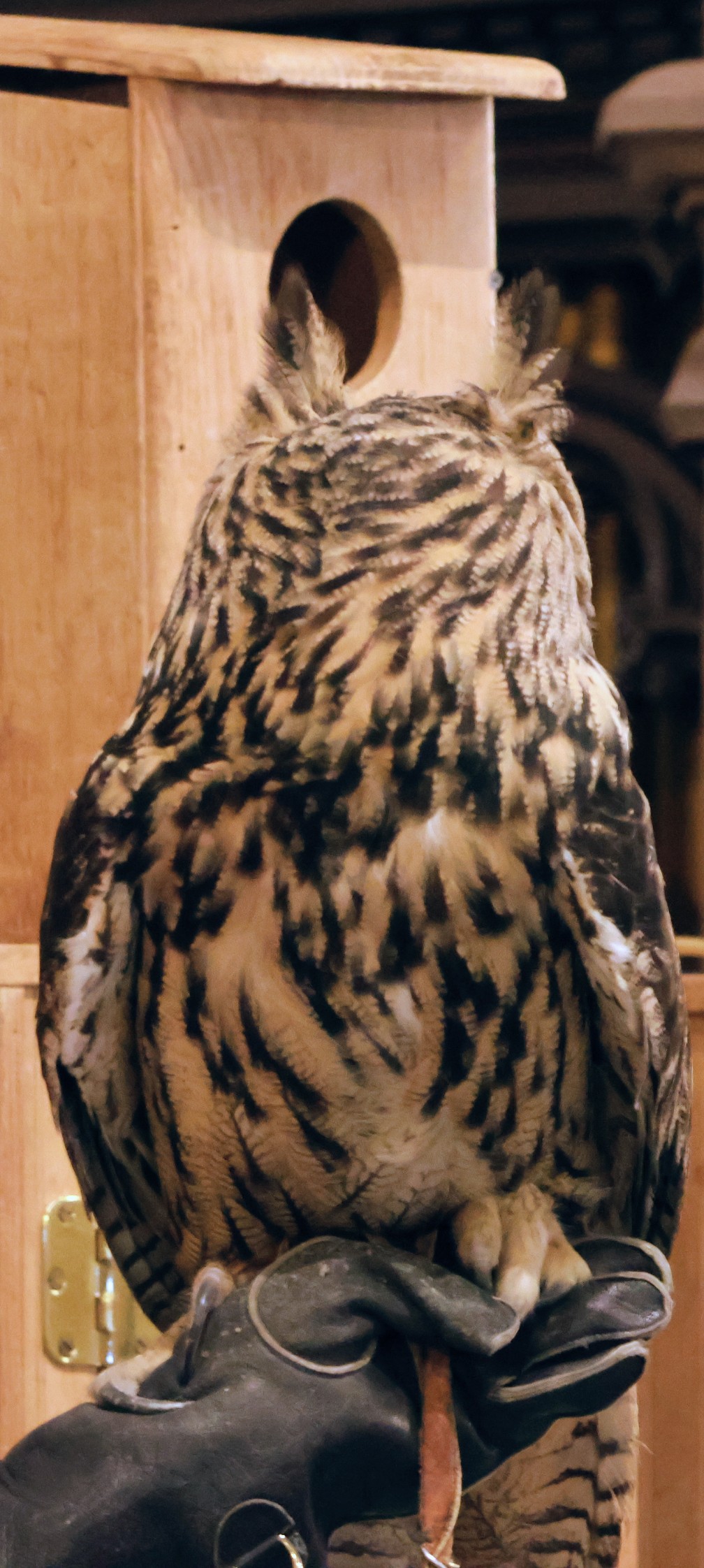 Long-eared owl with its head turned fully away from the camera