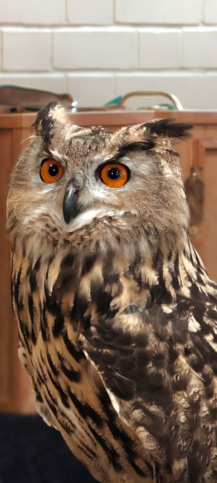 Long-eared owl showing its large eyes