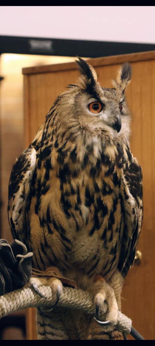 Long-eared owl looking away from the camera